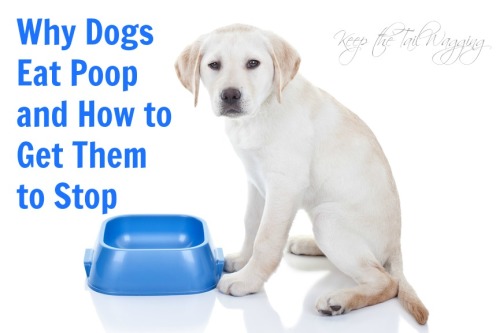 my dog started eating poop