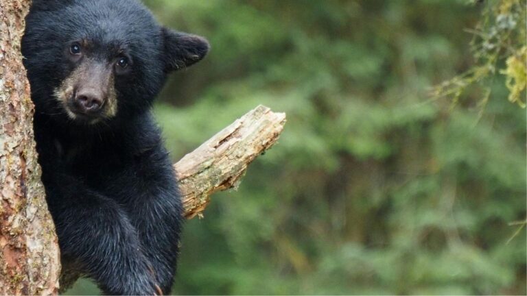 Energetic Andean Bear Cub at Colombian National Park Signals Years of Conservation Paying Off