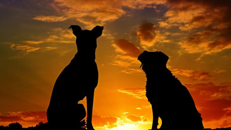 Dogs Have Been Our Companions Far Longer Than We Ever Realized