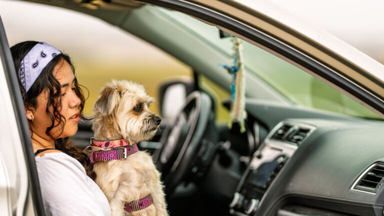 4 Things You Learn When You Travel With Your Dog