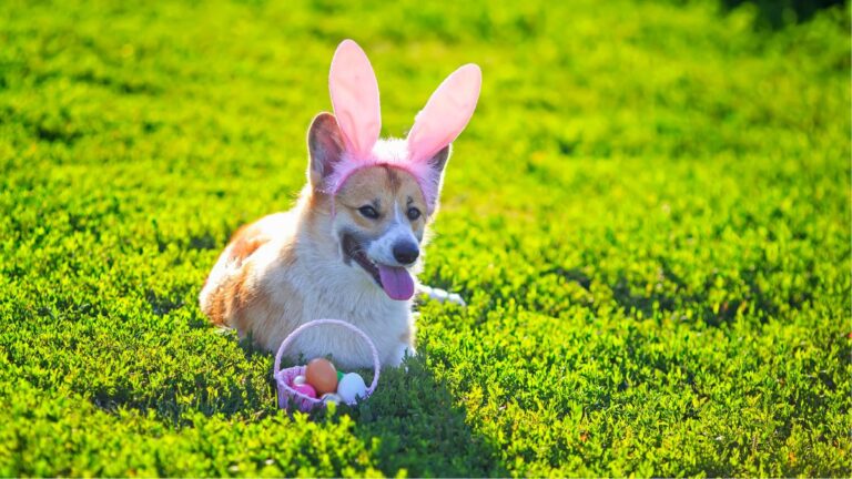 Vets Issue a Warning About Common Easter Items That Are Toxic to Dogs and Cats