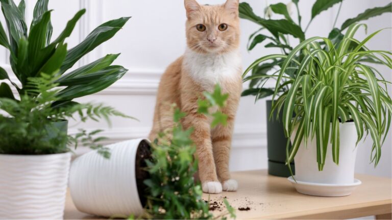 How Living Indoors Affects Your Cat’s Mental and Physical Health