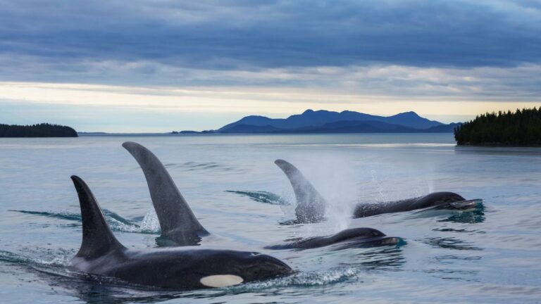 A Wildlife Photographer’s Trembling Hands Led to the Rarest Orca Sighting in 15 Years