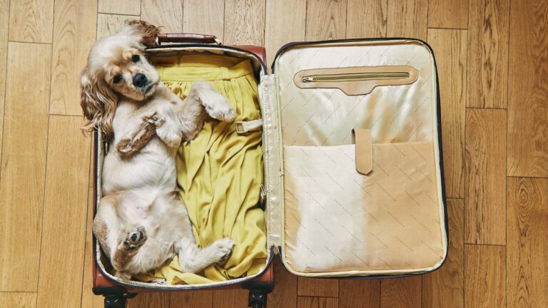 How to Move to Another Country and Bring Your Pet Along for the Adventure