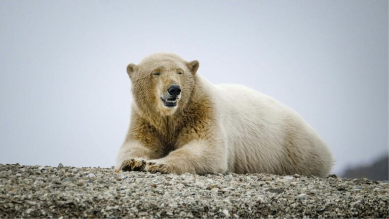 Polar Bears Claim an Abandoned Soviet Research Station as Their Own Cozy Arctic Home