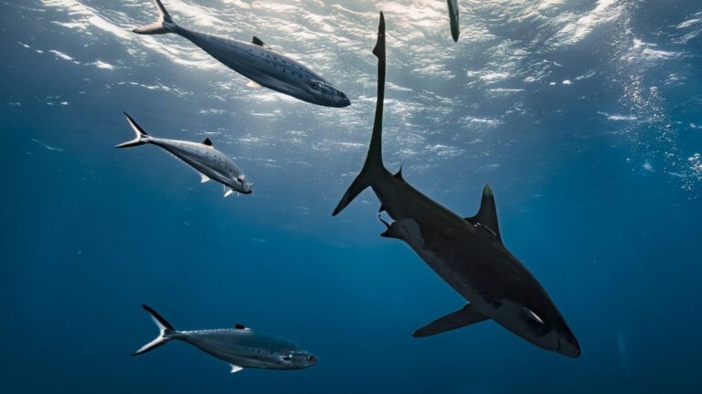 Sharks at a Popular Tourist Destination Have Tested Positive for Cocaine and Medications