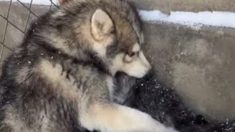 7 Huskies Rescued From China’s Dog Meat Trade Are Finally Learning to Trust Again