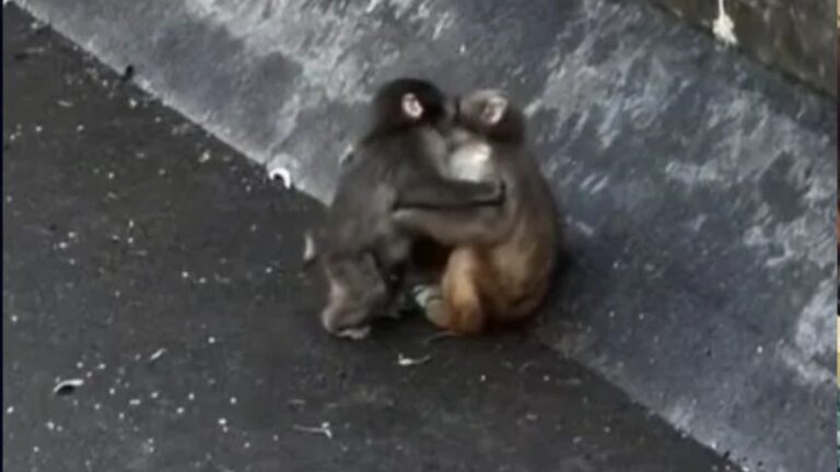 Abandoned Baby Monkey Punch Finally Finds a Girlfriend and the Internet Is Completely Smitten