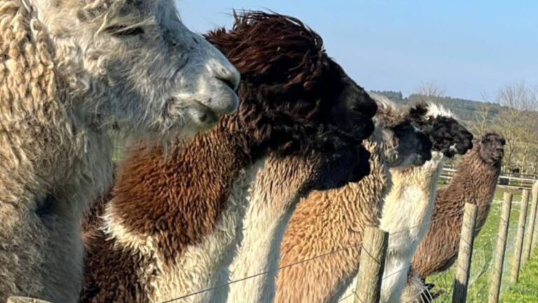 A Beloved Alpaca Farm on the Isle of Wight Is Closing After 15 Years as Tourism Shifts