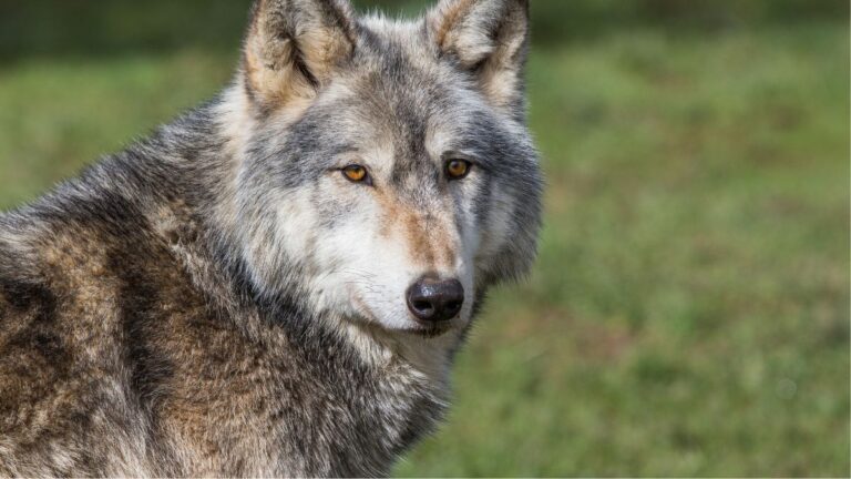 UK Animal Park Euthanizes Entire Wolf Pack, Saying “We Had No Choice”