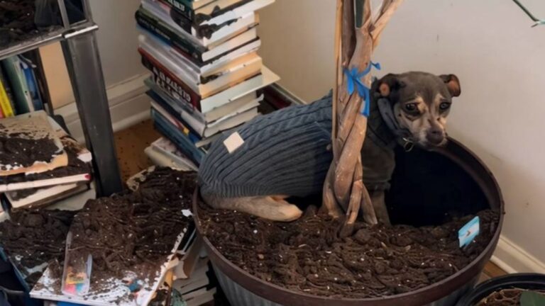 A Dog Wreaked Total Havoc and His Owner Caught Him in the Act: “He Was Just Standing There, Completely Still”