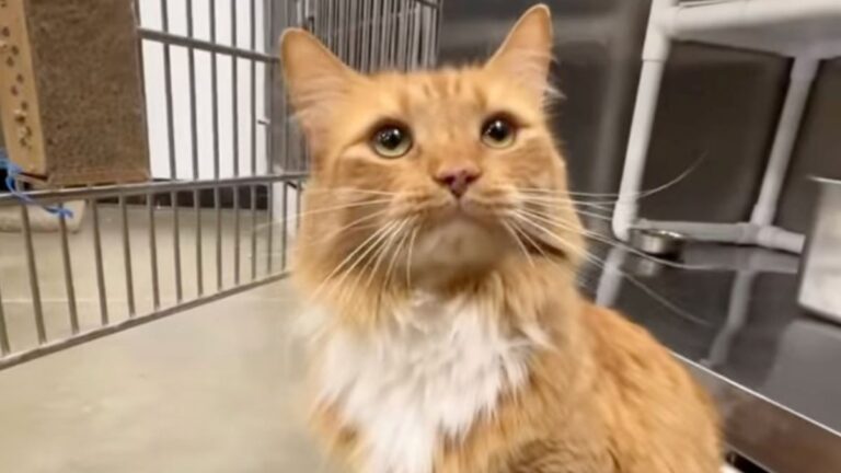 A Cat Was Returned to the Shelter After 5 Years and His Story Is Breaking Hearts Everywhere