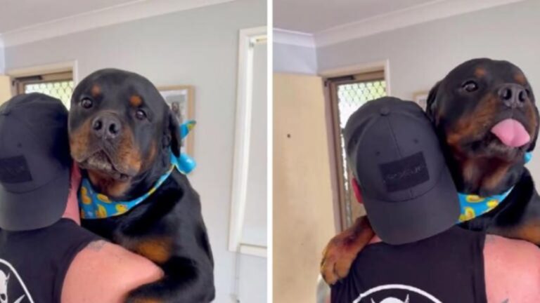 This Big Rottweiler Needed His Dad’s Arms After a Run-In With a Tiny Chihuahua Left Him Shaken