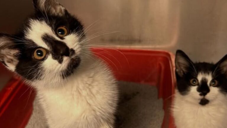 A Woman Spotted a Kitten Hiding Outside and Never Gave Up Until the Little Cat Finally Decided to Trust