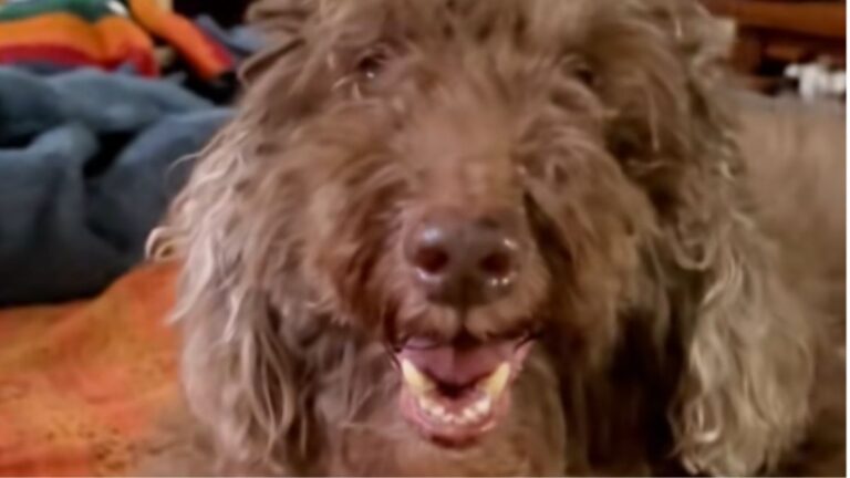 A Senior Dog Who Could No Longer Climb Stairs Inspired His Family to Take Turns Sleeping Downstairs with Him