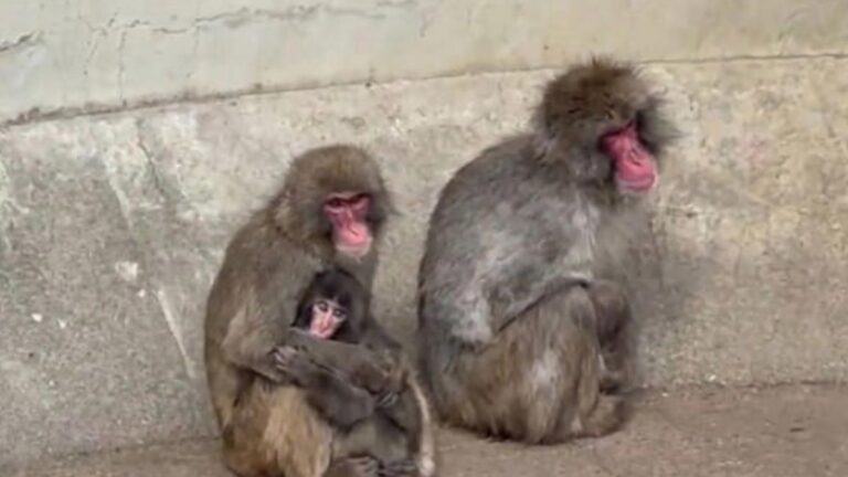 The Heartwarming Moment When Other Monkeys Finally Welcomed Little Punch Into Their Troop