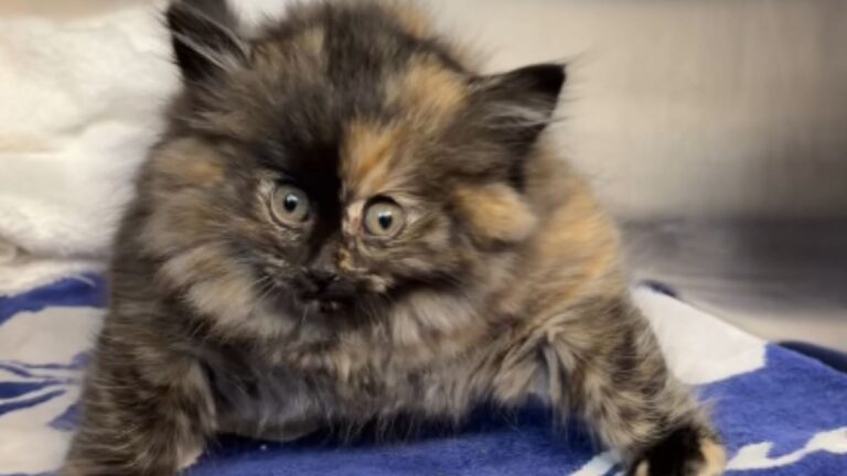 The Stray Kitten Who Arrived at a Shelter Looking Like a Tiny Balloon Is Winning Hearts Everywhere