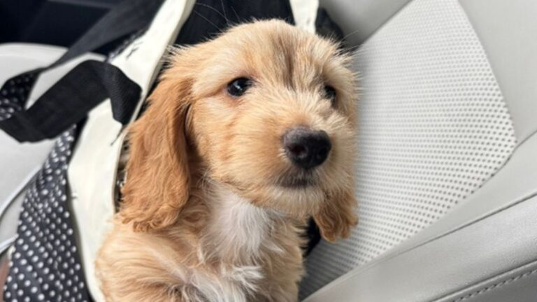 This Dachshund’s Clever Strategy for Ending Walks Has Gone Viral