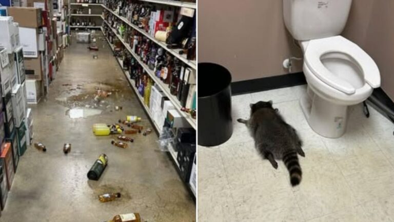 A Raccoon Broke Into a Virginia Liquor Store, Drank Everything in Sight and Passed Out on the Bathroom Floor