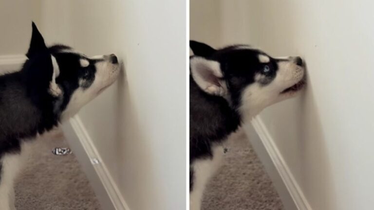 An 11-Week-Old Husky’s First “Home Renovation” Is Going Viral