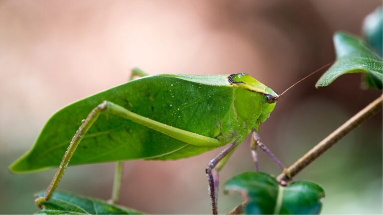 People Are Scratching Their Heads at This Wild Animal Hiding in Plain Sight