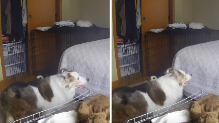 An Aging Dog Can’t Jump on the Bed and the Internet Is Heartbroken