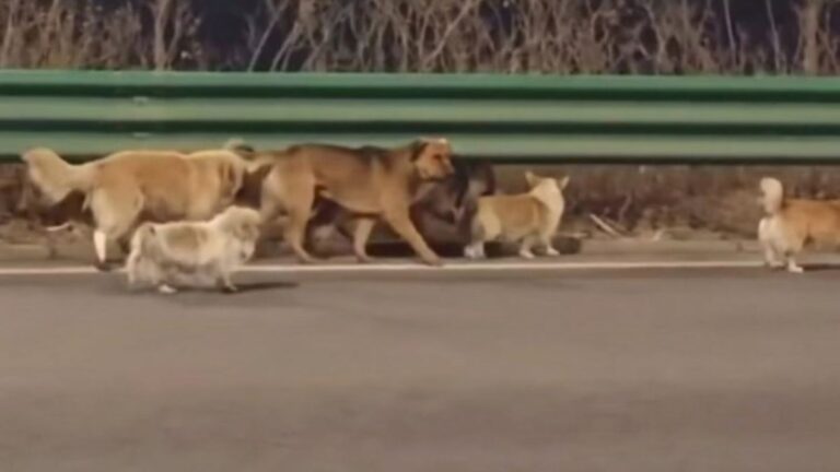 The Real Story Behind China’s Viral Pack of 7 Dogs Was Far Less Dramatic Than the Internet Believed