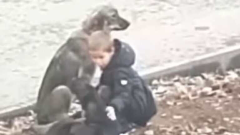 A Boy Named Ibrahim Stopped to Hug Stray Dogs on His Way to School, and the Whole World Took Notice