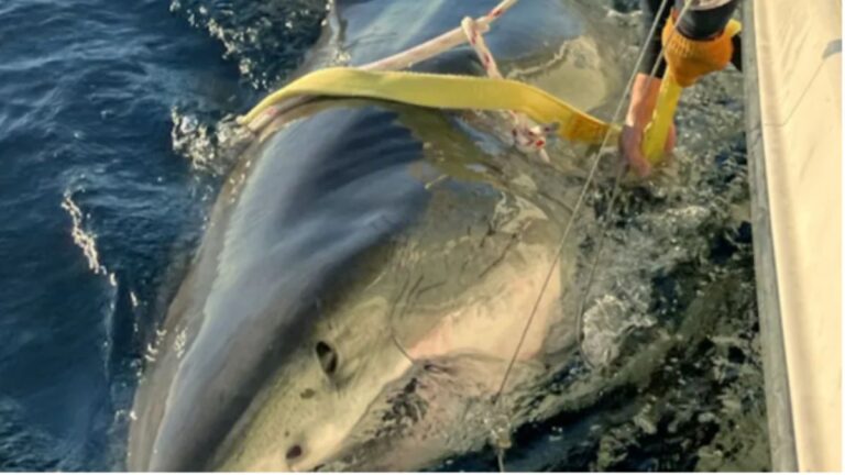 Record-Breaking Great White Shark Contender Is Back on the East Coast and Scientists Are Watching His Every Move