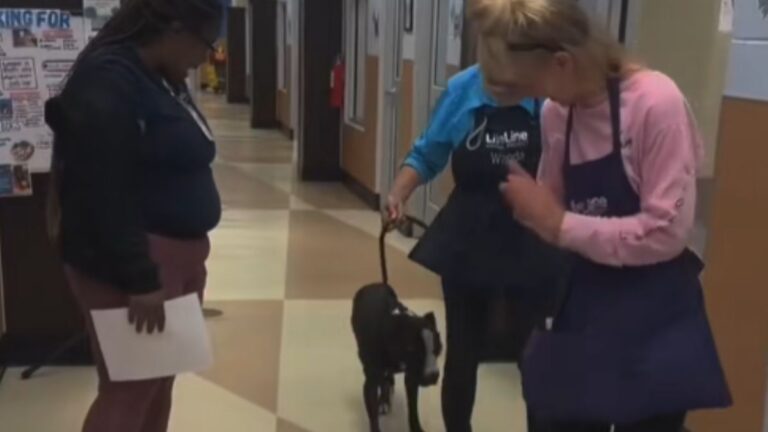 Shelter Dog Sedated for Euthanasia Gets a Last-Second Miracle and Walks to Freedom