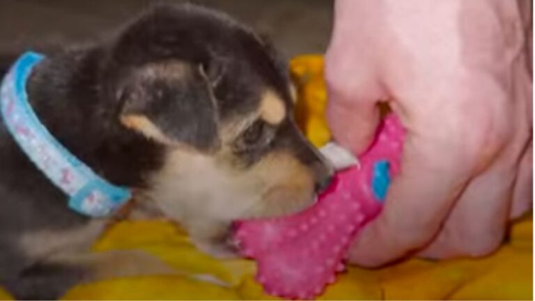 Vacationing Couple in Sri Lanka Gets Handed a Tiny Puppy by a Stranger and Their Trip Is Never the Same