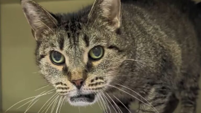 Nobody Wants to Adopt This Shelter Cat Because They Think She’s Ugly
