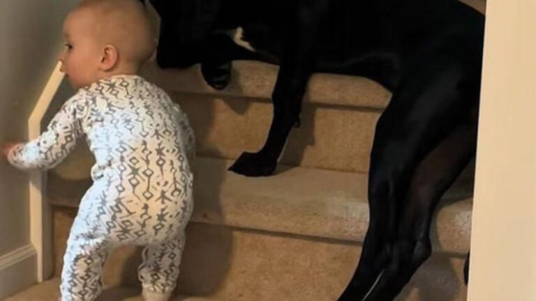 A Watchful Dog Warms the Internet by Gently Steering a Toddler Away From the Stairs