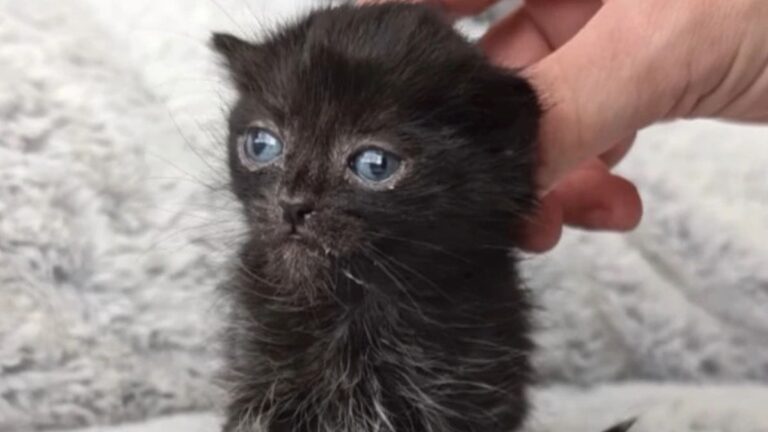 A Wobbly Rescue Cat Proved That Kindness Has the Power to Change Lives Forever