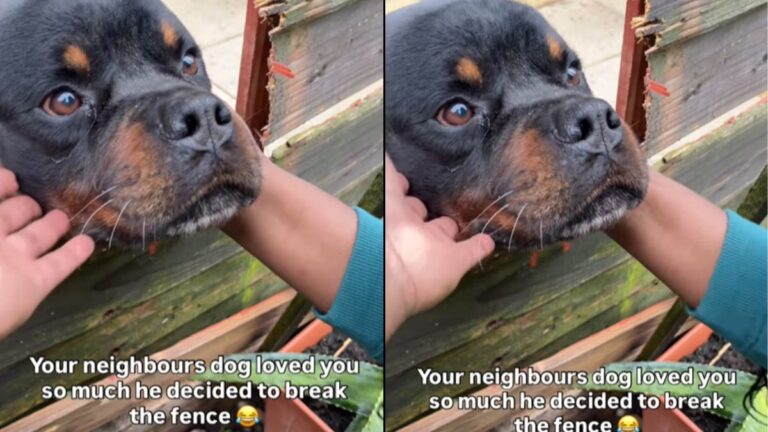 A Determined Rottweiler Destroys a Fence for Neighborly Affection