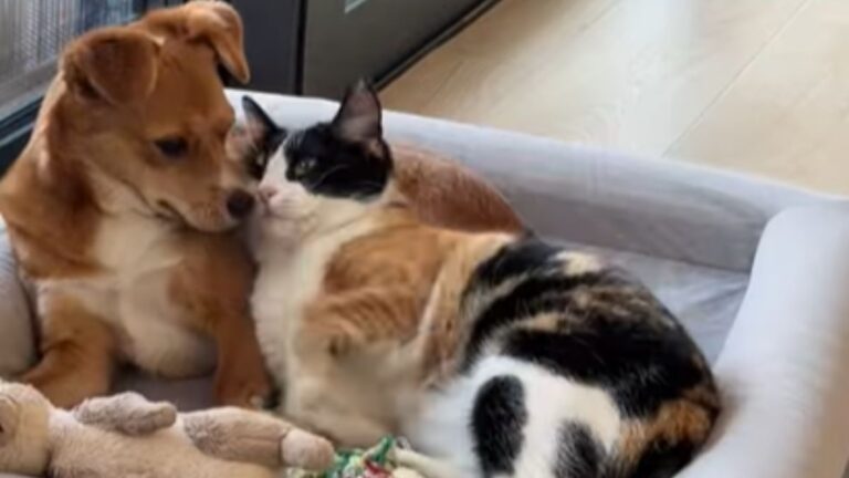 A Feline Finds Peace in the Most Unexpected Companion