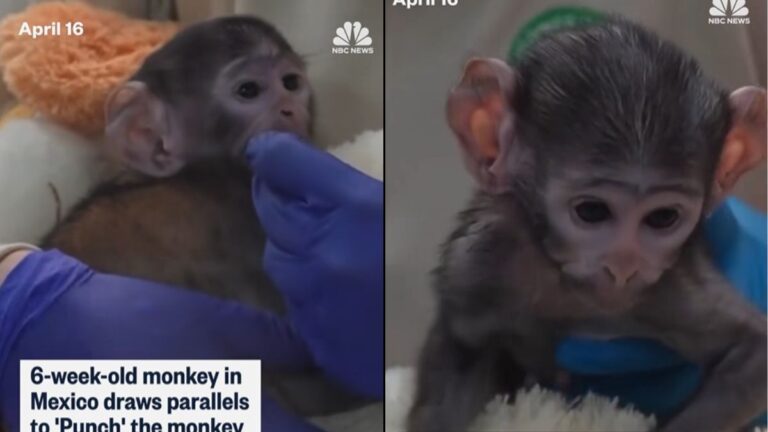 A New Viral Primate Named Yuji Finds Warmth in a Stuffed Animal