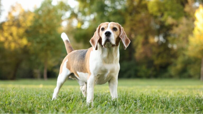 8 Dog Breeds That Will Drive You Crazy During Their First Year