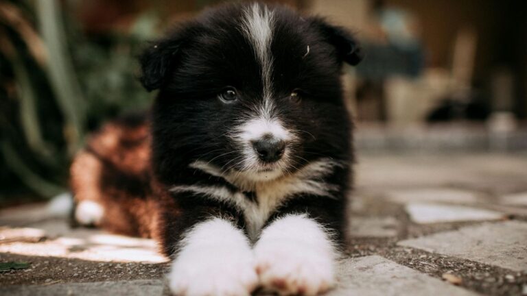 Ten Dog Breeds That Are Famous for Their Impressive Longevity and Good Health