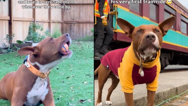 Bulldog Obsessed with Trains Finally Takes His First Ride and Captures the Internet’s Heart