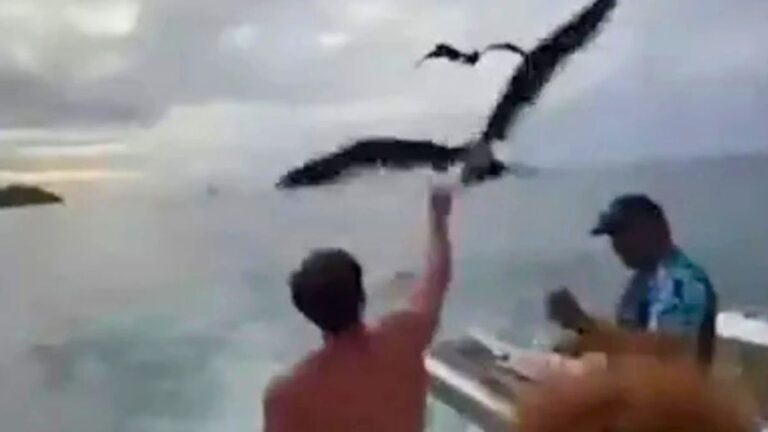 Brazilian Influencer Hit with Huge Fine for Sharing Video of Birds Being Fed on Boat Trip