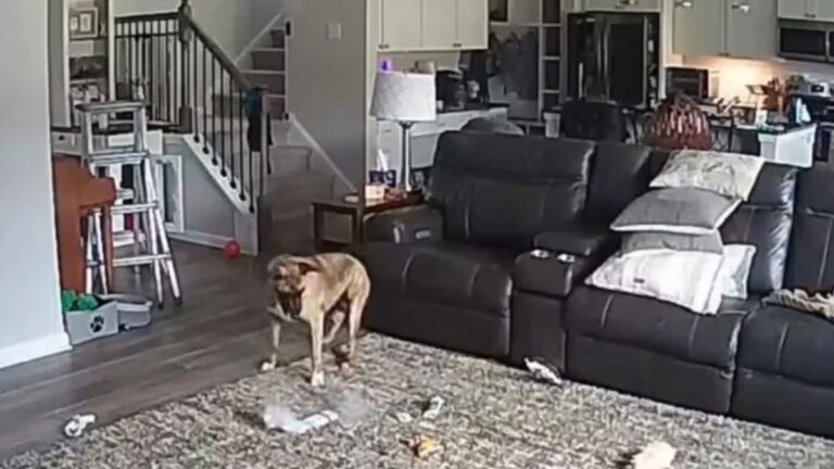 A Firefighter’s Own Dog Accidentally Started a Blaze at Home