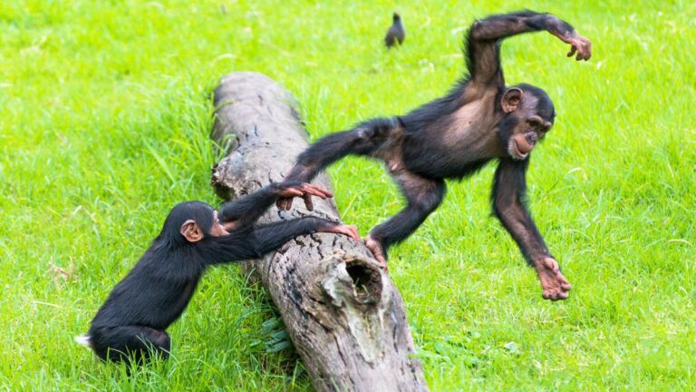The Ngogo Chimpanzee Community Faces a Brutal Internal Conflict