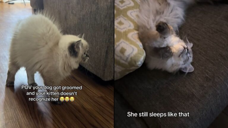 Confused Cat Fails to Recognize Dog Friend After Haircut