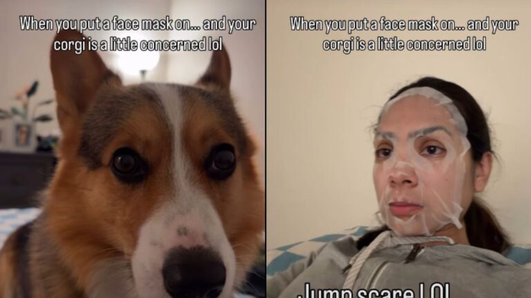 Confused Corgi Reacts to Owner’s Skincare Routine
