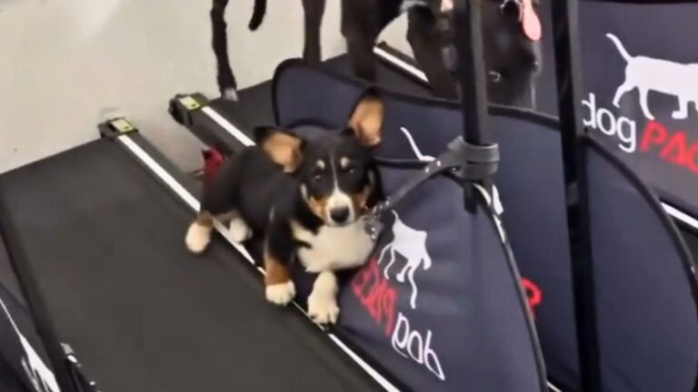 This Genius Corgi Puppy Just Found The Ultimate Hack For Gym Day