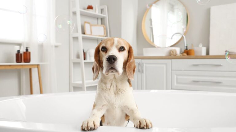 How Often You Should Actually Be Bathing Your Dog