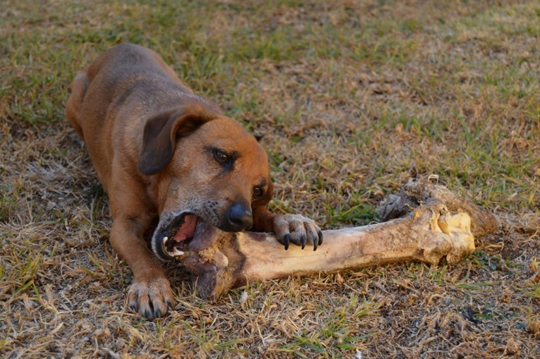 Cooked Bones Can Be Deadly for Dogs, Warn Veterinarians