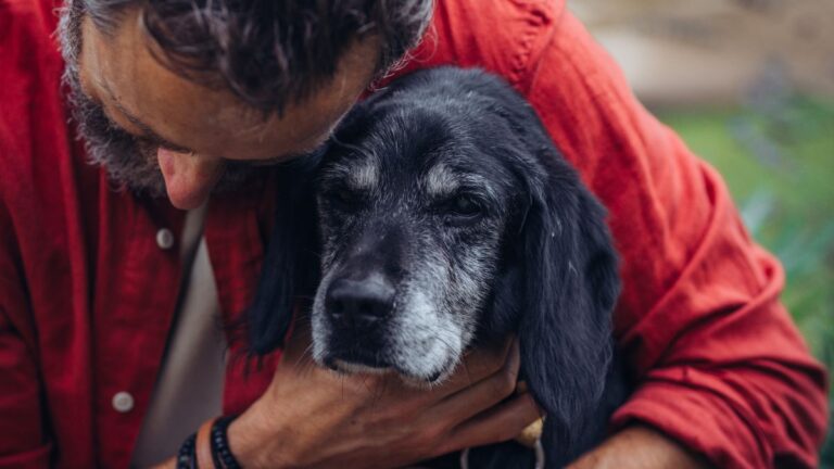 Five Indicators Your Dog Is Fully Settled in a New Environment