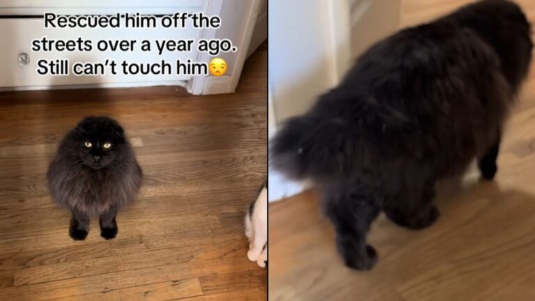 Former Stray Cat Goes Viral for His Extraordinary Way of Showing Affection